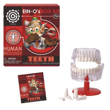 EIN-O's Teeth Box Kit